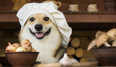 Perro corgi cocinando