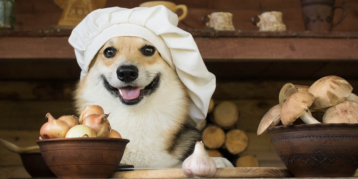 Perro corgi cocinando